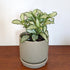 Fittonia planted in Oslo ceramic planter